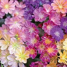 Lewisia Cotyledon Flower Seeds for Planting – Sun Loving, Heirloom & Non-GMO Seeds