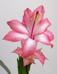 Rosy Schlumbergera Flower Seeds for Planting – Long Bloom Season, Heirloom & Non-GMO Organic Garden Seeds – High Germination