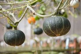 Calabaza flower seeds for planting - Heirloom & Non-GMO Garden Seeds