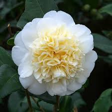 White Yellow Camellia Flower Seeds – Heirloom, Non-GMO, High Germination Organic Garden Seeds for Planting