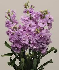 Lavender Matthiola Incana Flower Seeds - Cut Flower Favorite, Heirloom, Non-GMO Organic Garden Seeds for Planting