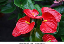 Red Anthurium Flower Seeds for Planting – Vibrant Colors, Heirloom, Non-GMO & Organic Garden Seeds