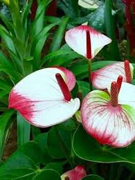 Pink White Anthurium Flower Seeds for Planting – Heirloom, Non-GMO, High Germination Organic Garden Seeds