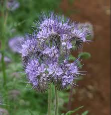 Purple Phacelia Flower Seeds for Planting | Heirloom Non-GMO Organic Garden Seeds, High Germination