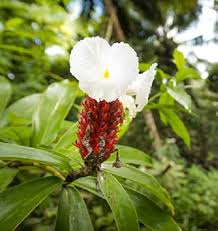 Costus Speciosus Flower Seeds for Planting – Heirloom, Non-GMO &amp; High Germination Garden Seeds