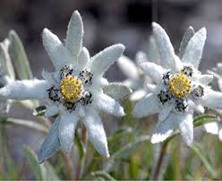 White Edelweiss Flower Seeds for Planting – Heirloom, Non-GMO, Shade Tolerant, High Germination Seeds