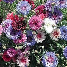 Cornflower Polka Dot Flower Seeds for Planting - Heirloom, Non-GMO, Long Bloom Organic Garden Seeds