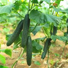 Army Green Cucumber flower seeds for planting - Heirloom & Non-GMO Garden Seeds