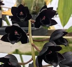 Butterfly Orchid Flower Seeds for Planting – Heirloom, Non-GMO, High Germination Organic Garden Seeds