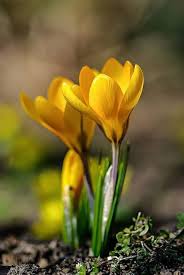 Yellow Crocus Flower Seeds for Planting – Heirloom, Non-GMO, Perfect for Borders, Organic Garden Seeds