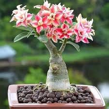 Adenium Obesum Flower Seeds – Heirloom, Non-GMO, High Germination Organic Garden Seeds