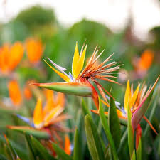 Yellow Green Strelitzia Flower Seeds for Planting – Heirloom, Non-GMO, High Germination Organic Garden Seeds