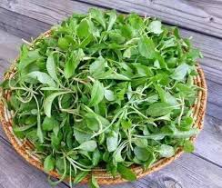 Kalimeris Seeds for Planting – Heirloom Non-GMO, High Germination Organic Border Flower Seeds