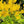 Yellow Jacaranda Flower Seeds for Planting – Heirloom, Non-GMO Organic Garden Seeds for Home Garden Cut Flower Favorite