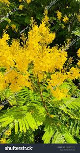 Yellow Jacaranda Flower Seeds for Planting – Heirloom, Non-GMO Organic Garden Seeds for Home Garden Cut Flower Favorite