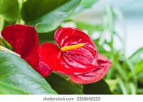 Red Anthurium Flower Seeds for Planting – Vibrant Colors, Heirloom, Non-GMO & Organic Garden Seeds