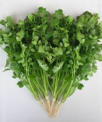 Green Cilantro Seeds for Planting – heirloom & Non-GMO herbs for fresh aromatic flavor