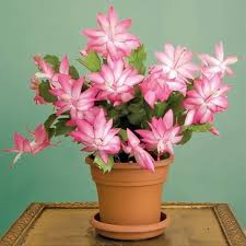 Rosy Schlumbergera Flower Seeds for Planting – Long Bloom Season, Heirloom & Non-GMO Organic Garden Seeds – High Germination