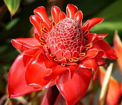 Ginger Flower seeds for Planting – Premium Quality, Heirloom & GMO Free Seeds for Home Garden, High Germination