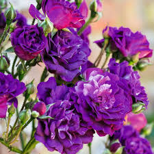 Violet Rare Rose Flower Seeds for Planting – Heirloom, Non-GMO, Long Bloom Season, High Germination