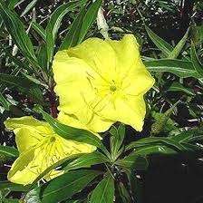 Oenothera Missouriensis Flower Seeds – Heirloom, Non-GMO, Wildflower Mix Organic Garden Seeds for Planting