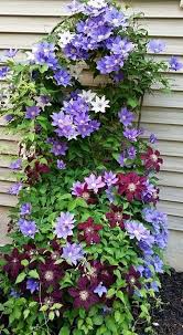 Mixed Clematis Flower Seeds for Planting – Heirloom, Non-GMO, Fragrant Blossoms Organic Garden Seeds