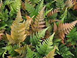Dryopteris Erythrosora Flower Seeds for Planting – Heirloom, Non-GMO, High Germination Organic Garden Seeds
