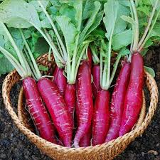 Radish Seeds for Planting Violet – Heirloom, Non-GMO, Zesty & Vibrant – Organic Garden Seeds