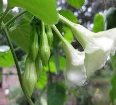 Loroco Flower Seeds for Planting - Heirloom, Non-GMO, High Germination Organic Garden Seeds