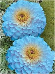 Sky Blue Zinnia Flower Seeds for Planting – Heirloom, Non-GMO, Perfect for Borders Organic Garden Seeds