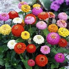 Zinnia Oklahoma Double Bloom Flower Seeds for Planting - Heirloom, Non-GMO, Drought Tolerant Garden Seeds