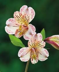 Mixed Alstroemeria Flower seeds for Planting - Shade Tolerant, Heirloom & GMO Free Seeds for Home Garden, Non-GMO