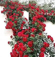 Dark Red Climbing Rose Flower Seeds for Planting – Heirloom, Non-GMO, Shade-Tolerant Organic Garden Seeds