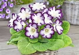 Green Gloxinia Flower Seeds - Cottage Garden Essential, Heirloom, Non-GMO Organic Garden Seeds for Planting