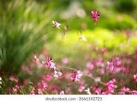 Gaura Lindheimeri Pink, Whirling Butterflies Flower Seeds for Planting – Garden Favorite, Heirloom, Non-GMO & Organic Garden Seeds