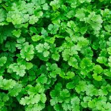 Green Cilantro Seeds for Planting – heirloom & Non-GMO herbs for fresh aromatic flavor