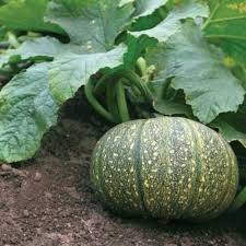 Calabaza flower seeds for planting - Heirloom & Non-GMO Garden Seeds