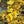 Yellow Jacaranda Flower Seeds for Planting – Heirloom, Non-GMO Organic Garden Seeds for Home Garden Cut Flower Favorite