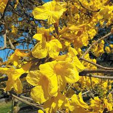 Yellow Jacaranda Flower Seeds for Planting – Heirloom, Non-GMO Organic Garden Seeds for Home Garden Cut Flower Favorite