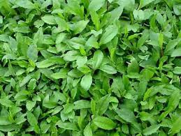 Kalimeris Seeds for Planting – Heirloom Non-GMO, High Germination Organic Border Flower Seeds