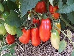 San Marzano Tomato Seeds for Planting – Heirloom Non-GMO Red-Yellow Variety – Organic Garden Seeds, High Germination