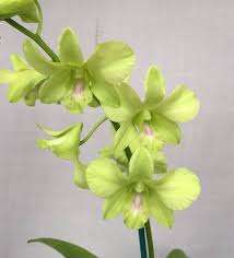 Light Green Phalaenopsis Orchid Flower Seeds for Planting – Cut Flower Favorite, Heirloom, Non-GMO, High Germination