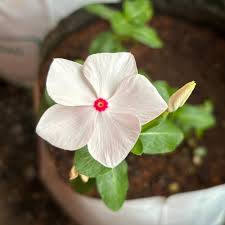 Periwinkle Flower Seeds for Planting | Heirloom Non-GMO High Germination Organic Garden Seeds