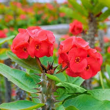 Euphorbia Milii Flower Seeds for Planting – Heirloom, Non-GMO, Compact Growth Organic Garden Seeds