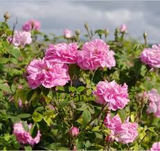 Damask Rose Bush Flower Seeds for Planting – Cut Flower Favorite, Heirloom, Non-GMO, High Germination