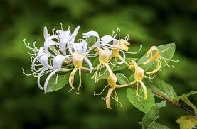 Lonicera Ciliosa Flower Seeds for Planting – Heirloom, Non-GMO, Compact Growth, High Germination