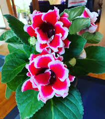 Green Gloxinia Flower Seeds - Cottage Garden Essential, Heirloom, Non-GMO Organic Garden Seeds for Planting