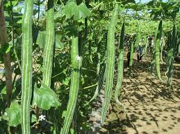 Suakwa Snake Gourd flower seeds for planting - Heirloom & Non-GMO Garden Seeds