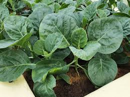 Green Kai-Lan flower seeds for planting - Heirloom & Non-GMO Garden Seeds