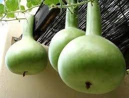 Long Siphon Gourd Seeds for Planting – Heirloom, Non-GMO, High Germination Organic Climbing Variety